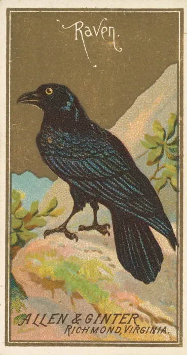 Framed Print : Raven, from the Birds of America series (N4) for Allen & Ginter Cigarettes Brands Framed Print : Raven, from the Birds of America series (N4) for Allen & Ginter Cigarettes Brands