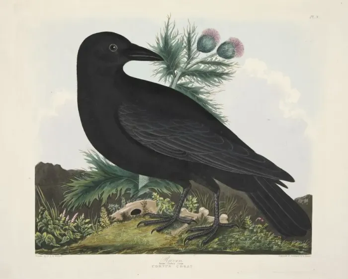Framed Print : Raven, Corvus Corai, pub. 1835 ( Hand coloured engraving) Framed Print : Raven, Corvus Corai, pub. 1835 ( Hand coloured engraving)