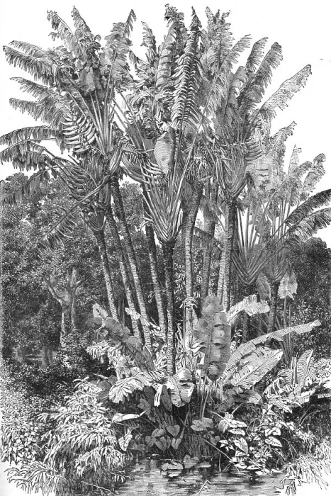 Framed Print : Ravenal Trees; A Birds-eye View of Madagascar, 1875. Creator: M.D Charnay Framed Print : Ravenal Trees; A Birds-eye View of Madagascar, 1875. Creator: M.D Charnay
