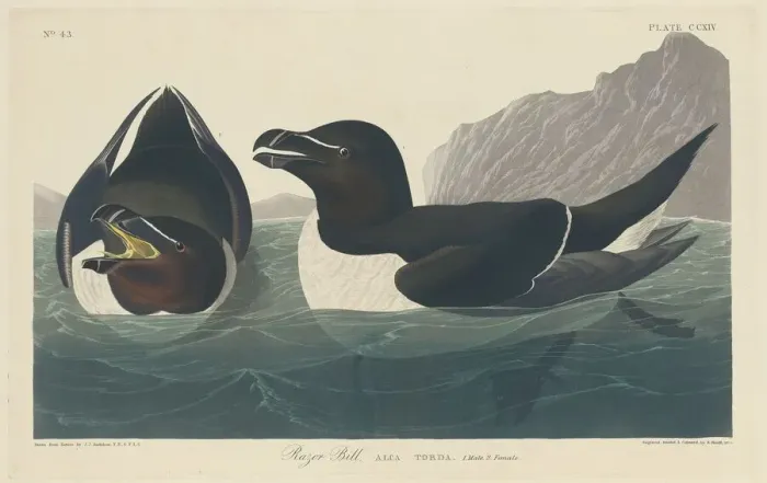 Framed Print : Razor Bill, 1834. Creator: Robert Havell Framed Print : Razor Bill, 1834. Creator: Robert Havell