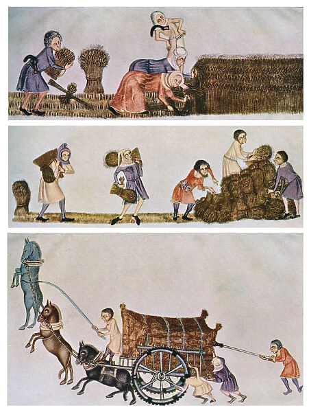 Reaping, carrying, and carting, c1300-1340, (c1900-1920)