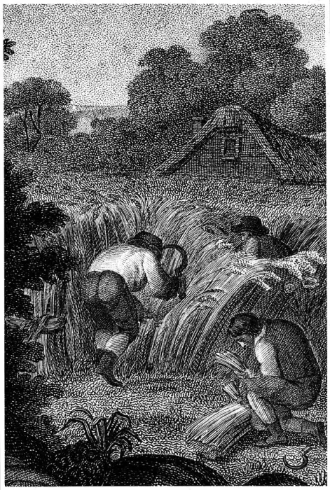 Framed Print : Reaping with sickles and binding the sheaves, England, c1800 Framed Print : Reaping with sickles and binding the sheaves, England, c1800