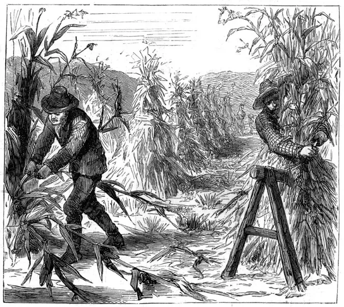 Framed Print : Reaping and socking-up corn to dry, Lake Drie, Canada, 1880 Framed Print : Reaping and socking-up corn to dry, Lake Drie, Canada, 1880