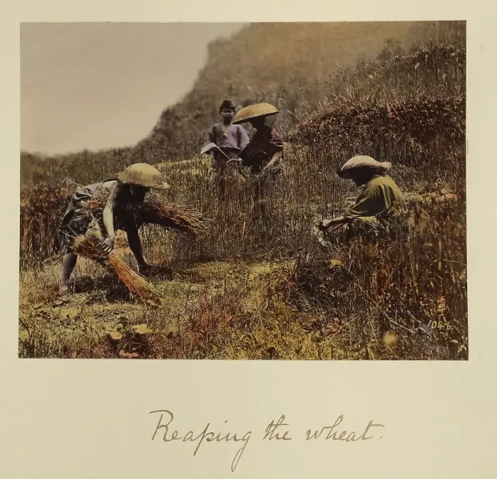 Framed Print : Reaping the Wheat, about 1873-1883. Creator: Shinichi Suzuki I Framed Print : Reaping the Wheat, about 1873-1883. Creator: Shinichi Suzuki I