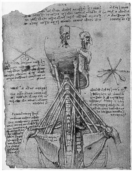 Rear view of a skeleton showing the sinews of the neck, late 15th or early 16th century (1954). Artist: Leonardo da Vinci