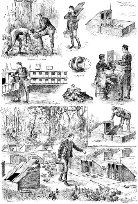 Framed Print : Rearing Pheasants: sketches at the Duke of Norfolk's Pheasantry at Angmering Park, Sussex, 1890. Creator: Carl Hentschel Framed Print : Rearing Pheasants: sketches at the Duke of Norfolk's Pheasantry at Angmering Park, Sussex, 1890. Creator: Carl Hentschel