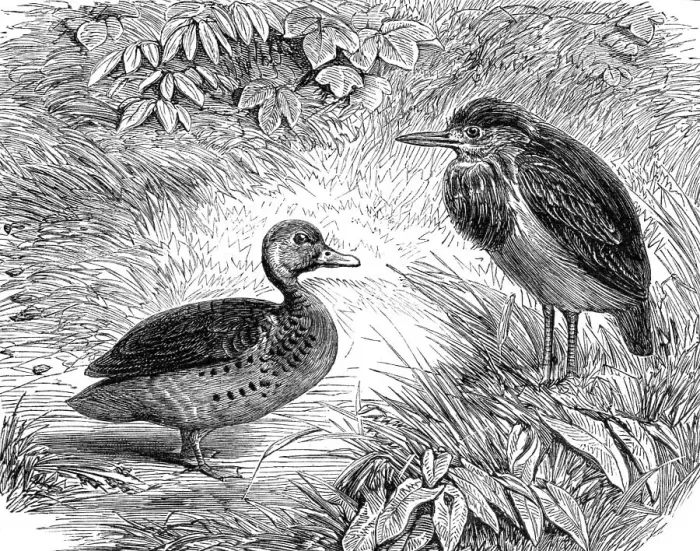 Framed Print : Recent additions to the Zoological Society's Collection, Regent's Park, 1864. Creator: Pearson Framed Print : Recent additions to the Zoological Society's Collection, Regent's Park, 1864. Creator: Pearson