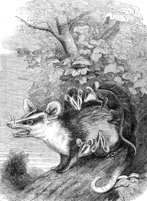Framed Print : Recent additions to the Zoological Society's Collection, Regent's Park, 1864. Creator: Pearson Framed Print : Recent additions to the Zoological Society's Collection, Regent's Park, 1864. Creator: Pearson