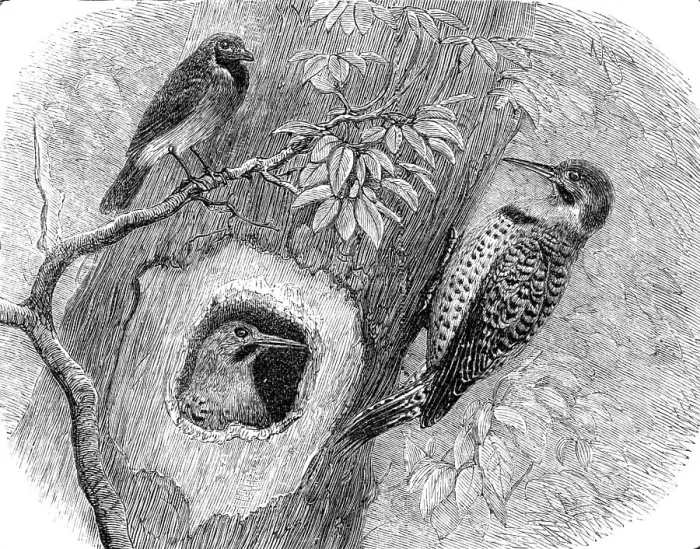 Framed Print : Recent additions to the Zoological Society's Collection, Regent's Park, 1864. Creator: Pearson Framed Print : Recent additions to the Zoological Society's Collection, Regent's Park, 1864. Creator: Pearson