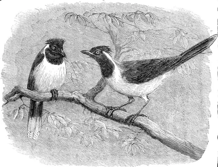 Framed Print : Recent additions to the Zoological Society's Collection, Regent's Park, 1864. Creator: Pearson Framed Print : Recent additions to the Zoological Society's Collection, Regent's Park, 1864. Creator: Pearson