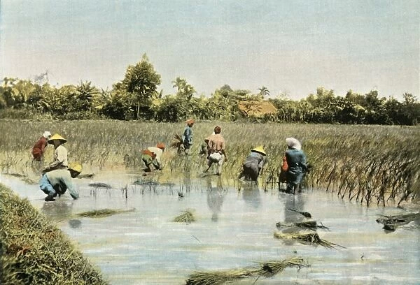 Recolte Du Riz, (Harvesting Rice), 1900. Creator: Unknown