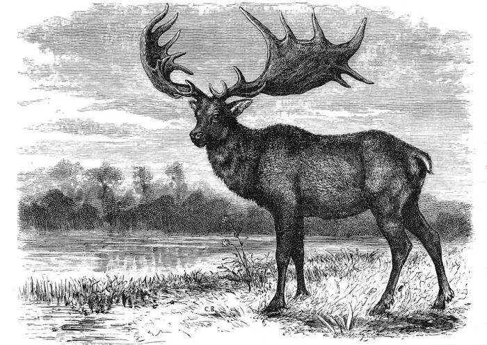 Framed Print : Reconstruction of the Irish elk (Megaloceros), c1880 Framed Print : Reconstruction of the Irish elk (Megaloceros), c1880