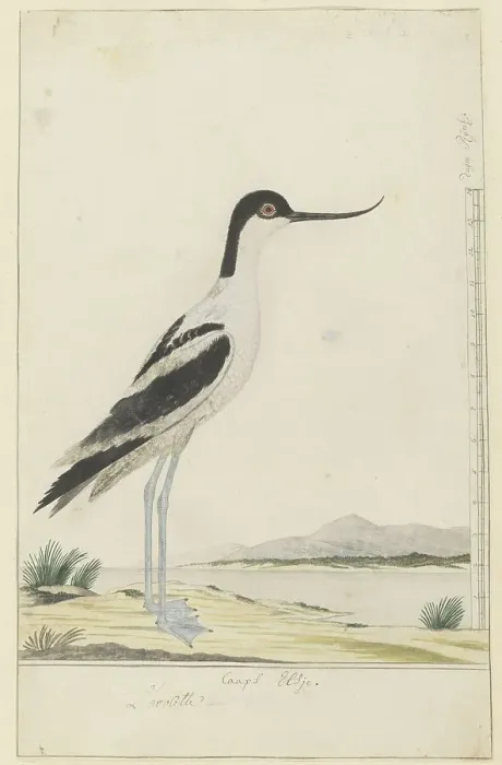 Framed Print : Recurvirostra avosetta (pied avocet), 1777-1786. Creator: Robert Jacob Gordon Framed Print : Recurvirostra avosetta (pied avocet), 1777-1786. Creator: Robert Jacob Gordon