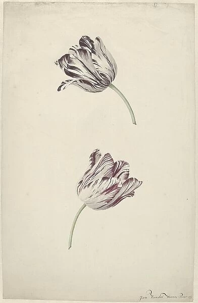 Two Red-and-white Tulips, 1744-1805. Creator: Jan Jansz. van der Vinne
