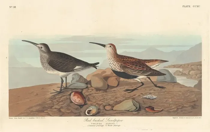 Framed Print : Red-backed Sandpiper, 1836. Creator: Robert Havell Framed Print : Red-backed Sandpiper, 1836. Creator: Robert Havell