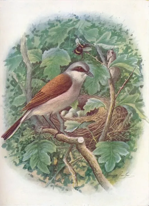 Framed Print : Red-Backed Shrike - La nius collu rio, c1910, (1910). Artist: George James Rankin Framed Print : Red-Backed Shrike - La nius collu rio, c1910, (1910). Artist: George James Rankin