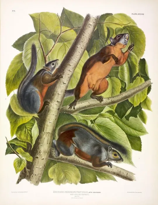 Framed Print : Red-Bellied Squirrel, Sciurus Feruginiventris, 1845 Framed Print : Red-Bellied Squirrel, Sciurus Feruginiventris, 1845