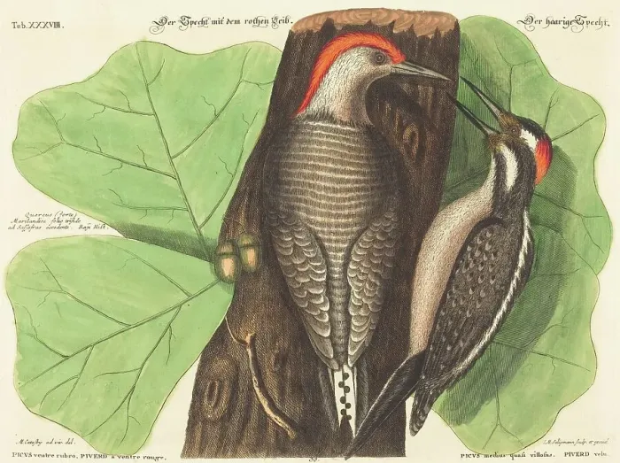 Framed Print : The Red Bellied Woodpecker (Picus Carolinus), probably 1743 / 1762. Creator: Johann Michael Seligmann Framed Print : The Red Bellied Woodpecker (Picus Carolinus), probably 1743 / 1762. Creator: Johann Michael Seligmann