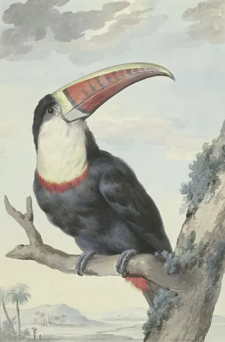Framed Print : Red-billed Toucan, 1748. Creator: Aert Schouman Framed Print : Red-billed Toucan, 1748. Creator: Aert Schouman