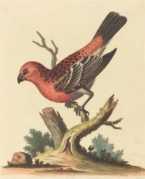 Framed Print : Red and Black Bird. Creator: George Edwards Framed Print : Red and Black Bird. Creator: George Edwards