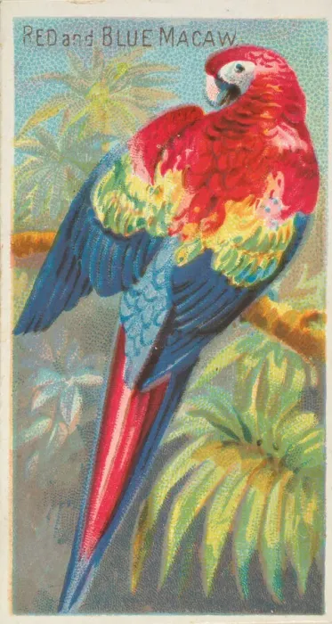 Framed Print : Red and Blue Macaw, from the Birds of the Tropics series (N5) for Allen & Framed Print : Red and Blue Macaw, from the Birds of the Tropics series (N5) for Allen &