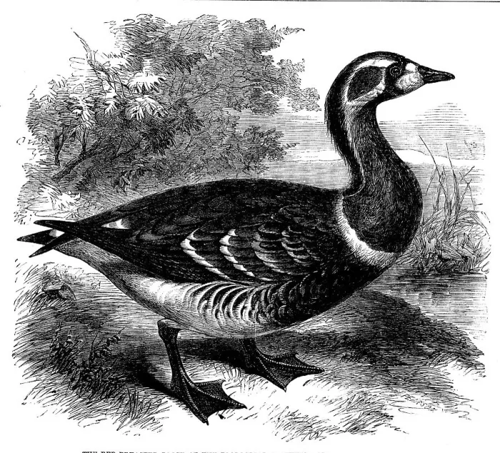 Framed Print : The Red-breasted Goose at the Zoological Society's Gardens, Regent's Park, 1858. Creator: Unknown Framed Print : The Red-breasted Goose at the Zoological Society's Gardens, Regent's Park, 1858. Creator: Unknown