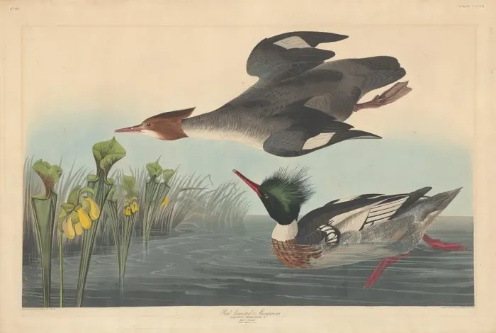 Framed Print : Red-breasted Merganser, 1838. Creator: Robert Havell Framed Print : Red-breasted Merganser, 1838. Creator: Robert Havell