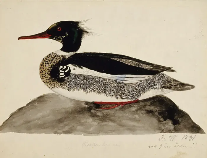 Framed Print : Red-Breasted Merganser, Male, 1831. Creator: Ferdinand von Wright Framed Print : Red-Breasted Merganser, Male, 1831. Creator: Ferdinand von Wright
