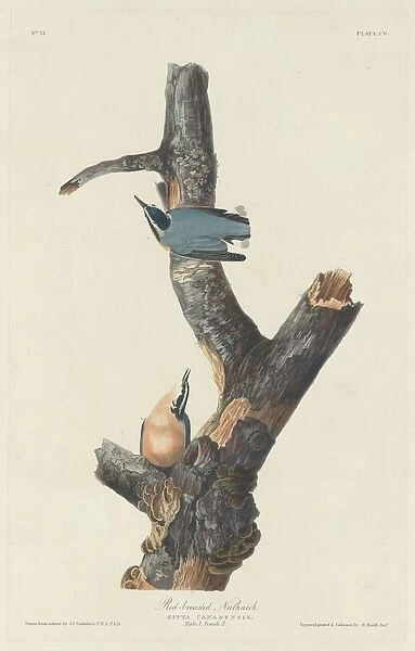 Red-breasted Nuthatch, 1831. Creator: Robert Havell