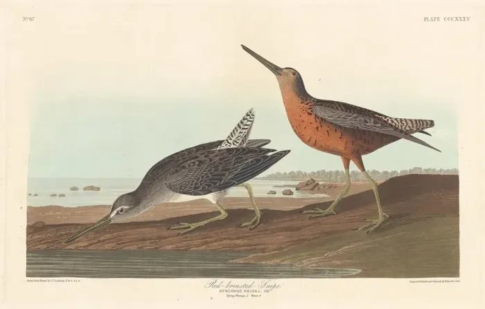 Framed Print : Red-breasted Snipe, 1836. Creator: Robert Havell Framed Print : Red-breasted Snipe, 1836. Creator: Robert Havell