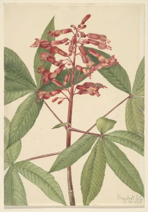 Framed Print : Red Buckeye (Aesculus pavia), 1918. Creator: Mary Vaux Walcott Framed Print : Red Buckeye (Aesculus pavia), 1918. Creator: Mary Vaux Walcott