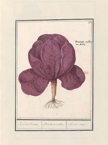 Red cabbage (Brassica oleracea convar. capitata var. rubra), 1596-1610. Creators: Anselmus de Boodt, Elias Verhulst