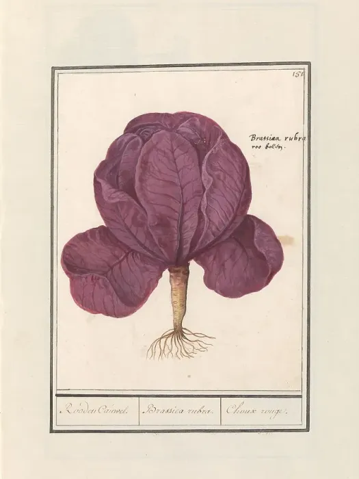 Framed Print : Red cabbage (Brassica oleracea convar. capitata var. rubra), 1596-1610. Creators: Anselmus de Boodt, Elias Verhulst Framed Print : Red cabbage (Brassica oleracea convar. capitata var. rubra), 1596-1610. Creators: Anselmus de Boodt, Elias Verhulst