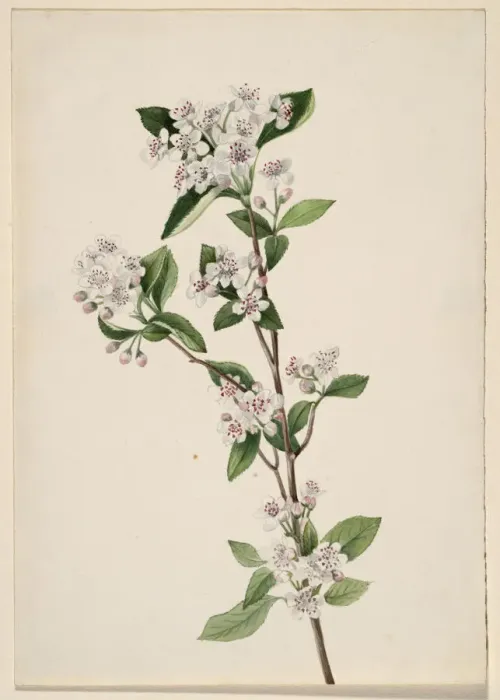 Framed Print : Red Chokeberry (Aronia arbutifolia), ca. 1920s. Creator: Mary Vaux Walcott Framed Print : Red Chokeberry (Aronia arbutifolia), ca. 1920s. Creator: Mary Vaux Walcott