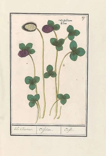 Red clover (Trifolium pratense), 1596-1610. Creators: Anselmus de Boodt, Elias Verhulst