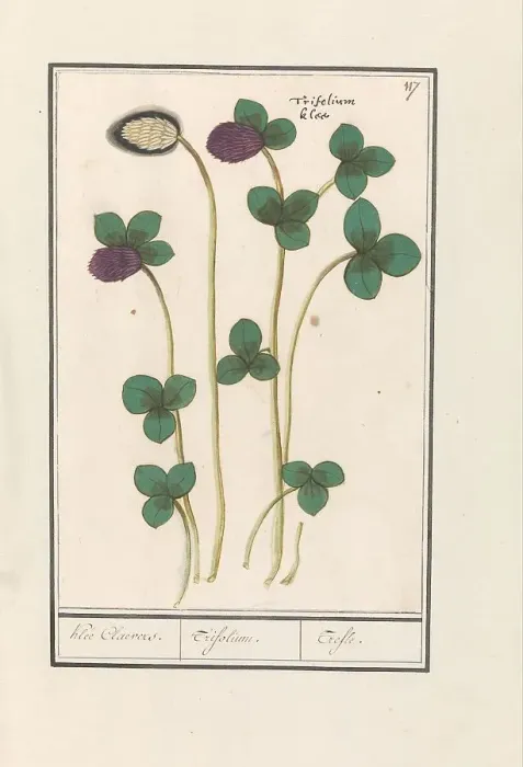 Framed Print : Red clover (Trifolium pratense), 1596-1610. Creators: Anselmus de Boodt, Elias Verhulst Framed Print : Red clover (Trifolium pratense), 1596-1610. Creators: Anselmus de Boodt, Elias Verhulst