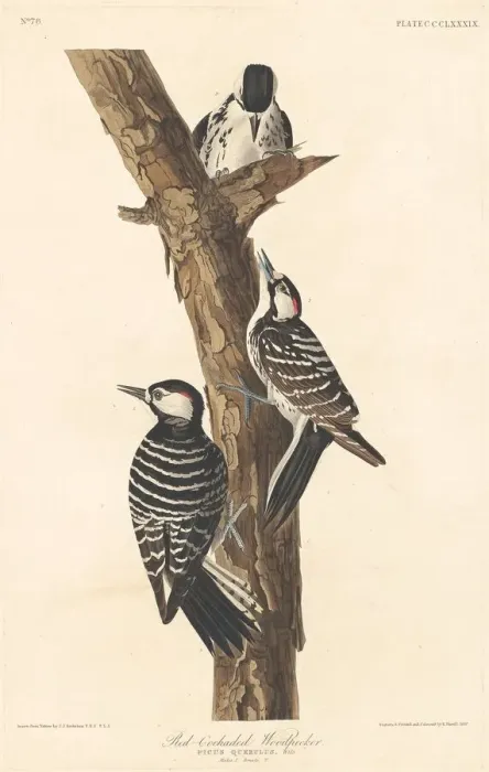 Framed Print : Red-cockaded Woodpecker, 1837. Creator: Robert Havell Framed Print : Red-cockaded Woodpecker, 1837. Creator: Robert Havell
