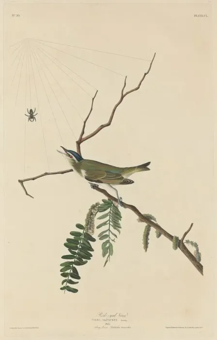 Framed Print : Red-Eyed Vireo, 1832. Creator: Robert Havell Framed Print : Red-Eyed Vireo, 1832. Creator: Robert Havell