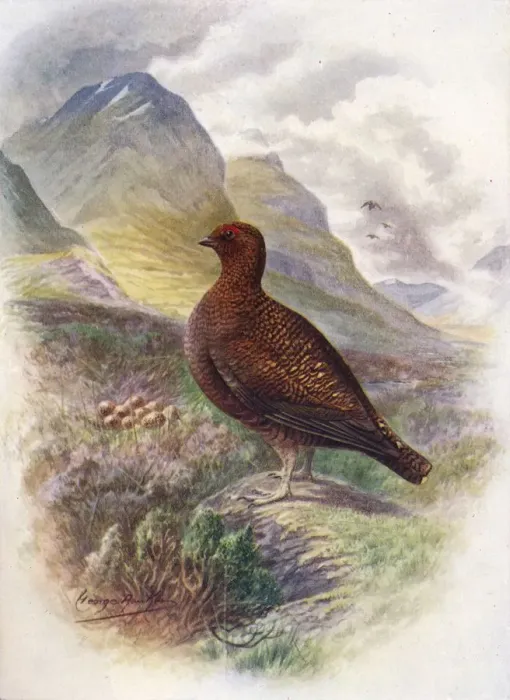 Framed Print : Red Grouse - Lago pus scot icus, c1910, (1910). Artist: George James Rankin Framed Print : Red Grouse - Lago pus scot icus, c1910, (1910). Artist: George James Rankin