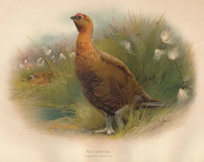 Framed Print : Red Grouse (Lagopus scoticus), 1900, (1900). Artist: Charles Whymper Framed Print : Red Grouse (Lagopus scoticus), 1900, (1900). Artist: Charles Whymper