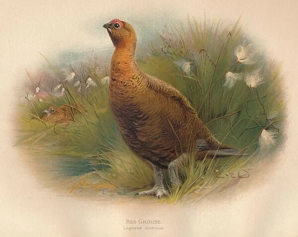 Red Grouse (Lagopus scoticus), 1900, (1900). Artist: Charles Whymper
