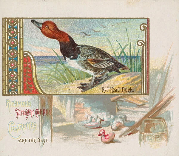 Red Head Duck, from the Game Birds series (N40) for Allen & Ginter Cigarettes