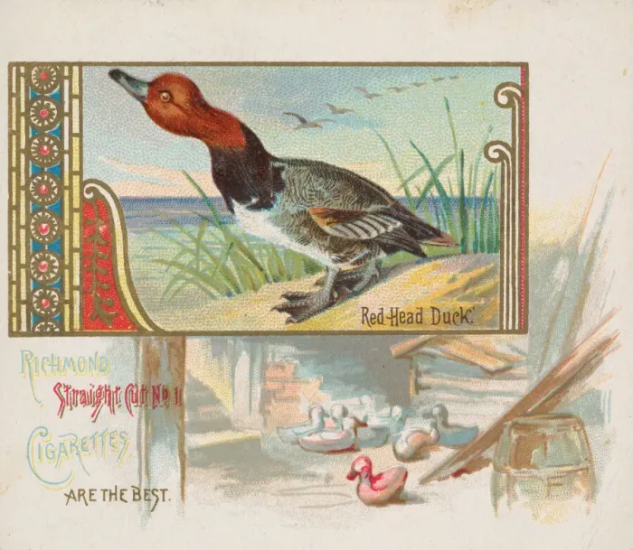 Framed Print : Red Head Duck, from the Game Birds series (N40) for Allen & Ginter Cigarettes Framed Print : Red Head Duck, from the Game Birds series (N40) for Allen & Ginter Cigarettes