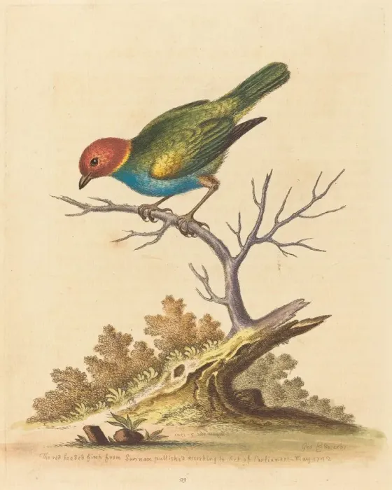 Framed Print : The Red-Headed Finch from Surinam, 1741. Creator: George Edwards Framed Print : The Red-Headed Finch from Surinam, 1741. Creator: George Edwards