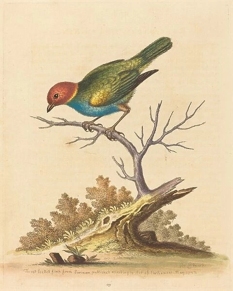 The Red-Headed Finch from Surinam, 1741. Creator: George Edwards