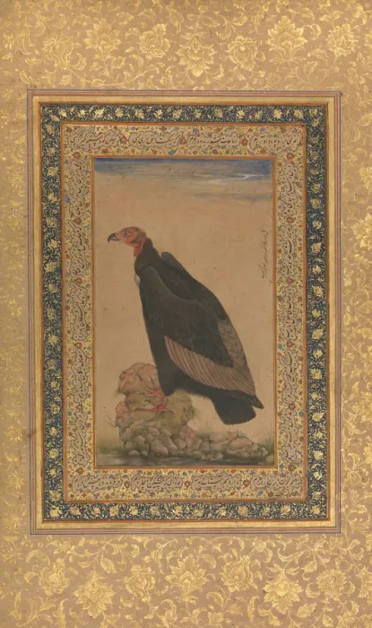 Framed Print : Red-Headed Vulture, Folio from the Shah Jahan Album, recto and verso: early 19th century Framed Print : Red-Headed Vulture, Folio from the Shah Jahan Album, recto and verso: early 19th century