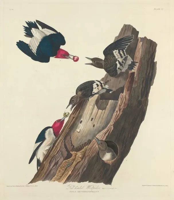 Framed Print : Red-headed Woodpecker, 1828. Creator: Robert Havell Framed Print : Red-headed Woodpecker, 1828. Creator: Robert Havell