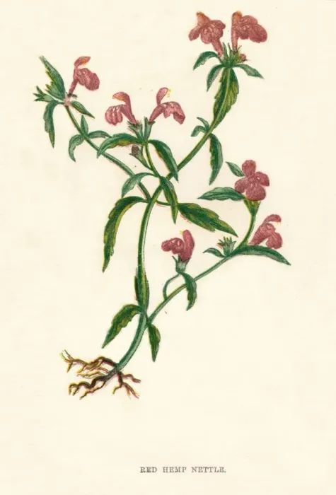 Framed Print : Red Hemp Nettle, c1891, (1891). Artist: Anne Pratt Framed Print : Red Hemp Nettle, c1891, (1891). Artist: Anne Pratt