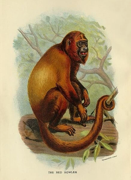 The Red Howler, 1896. Artist: Henry Ogg Forbes