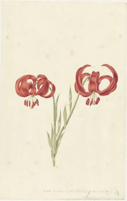 Framed Print : Red Lily, 1728. Creator: Catharina Lintheimer Framed Print : Red Lily, 1728. Creator: Catharina Lintheimer